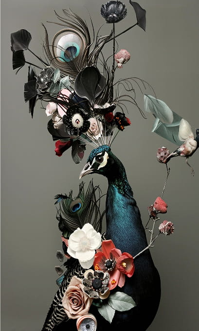 Peacock