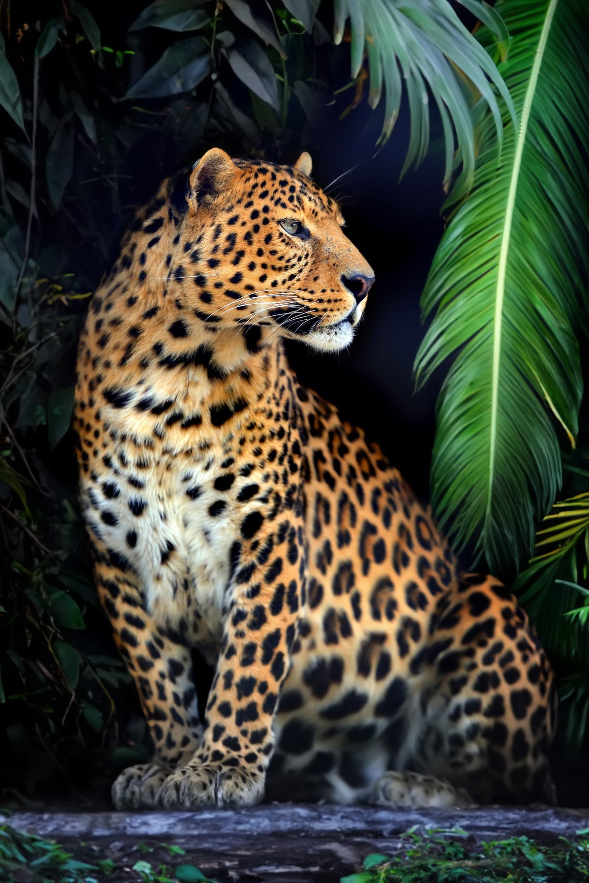 Jaguar